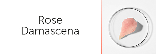 Rose Damascena
